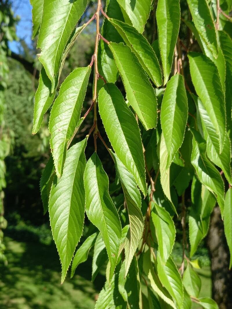 Prunus fenzliana — houseplant care guide