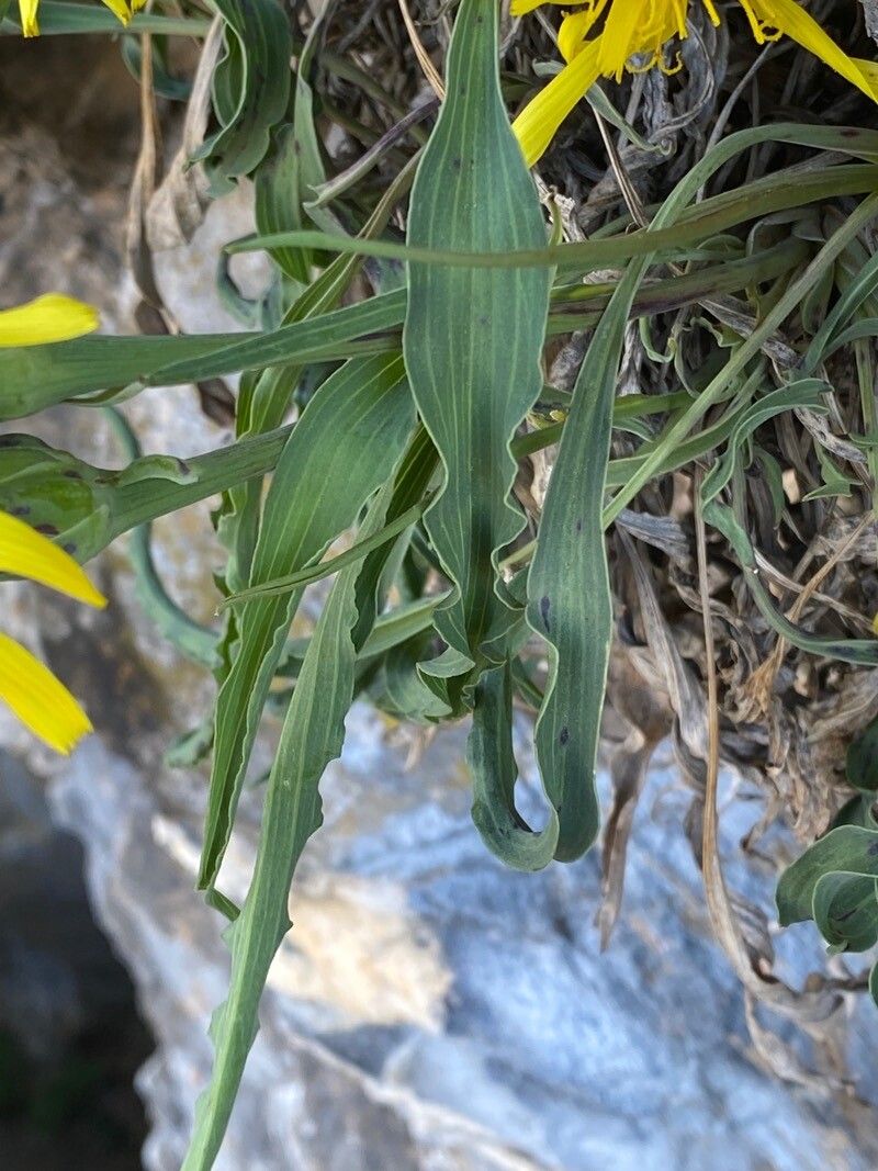 Scorzonera austriaca leaf