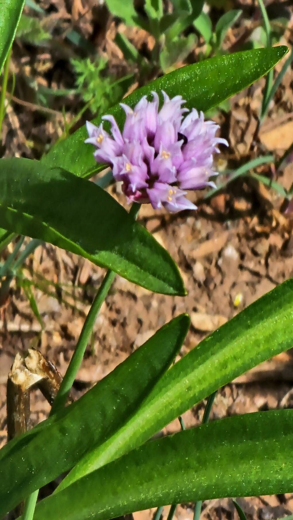 Allium geyeri — search result for 'Allium'