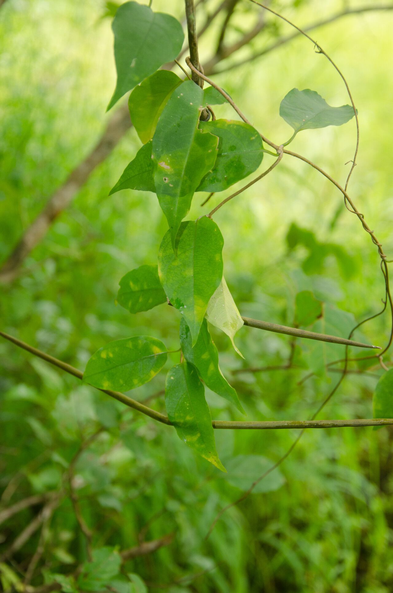 Cryptolepis sanguinolenta other
