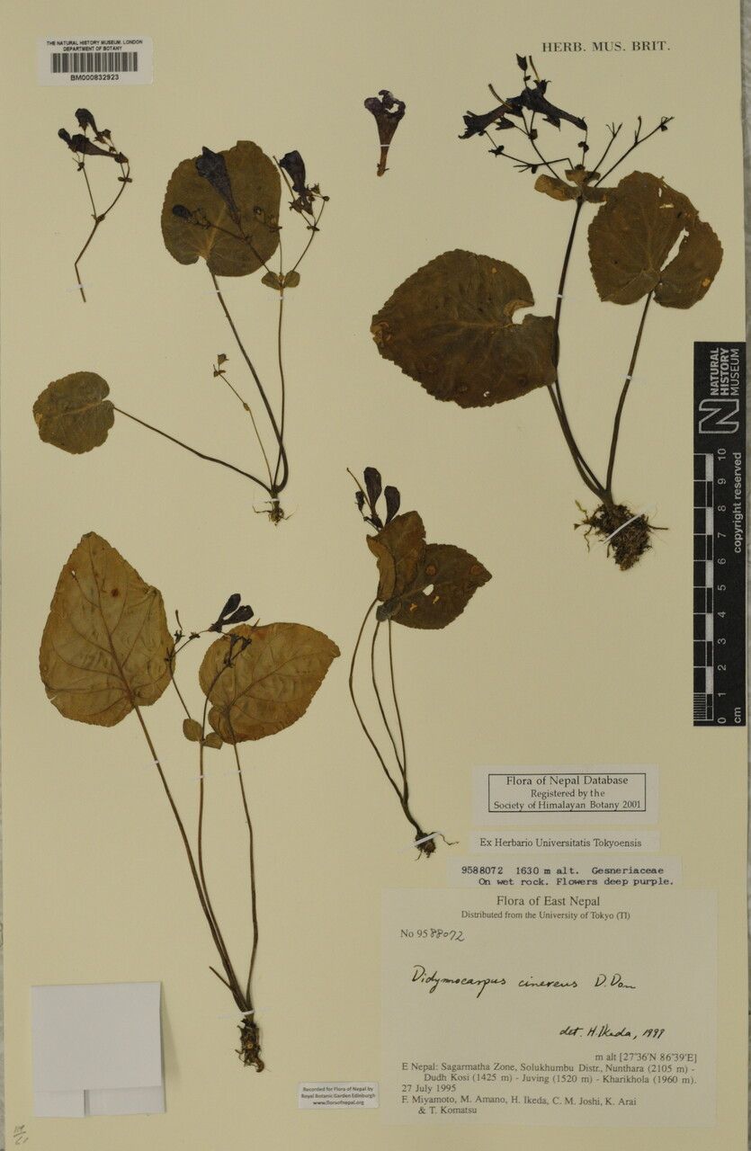 Didymocarpus cinereus other