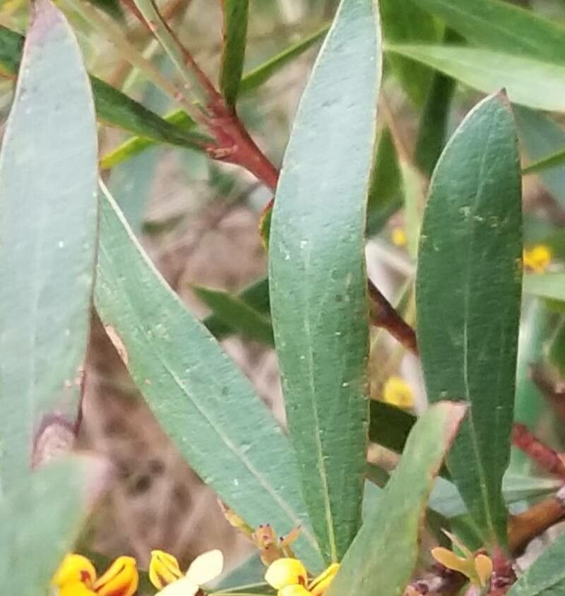 Daviesia latifolia — houseplant care guide