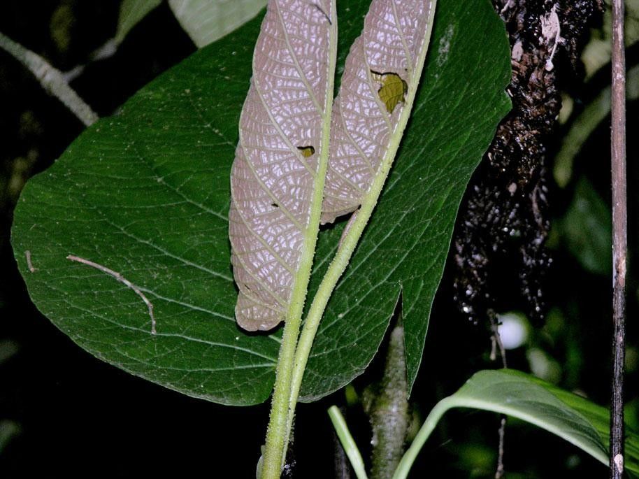 Piper evasum — houseplant care guide