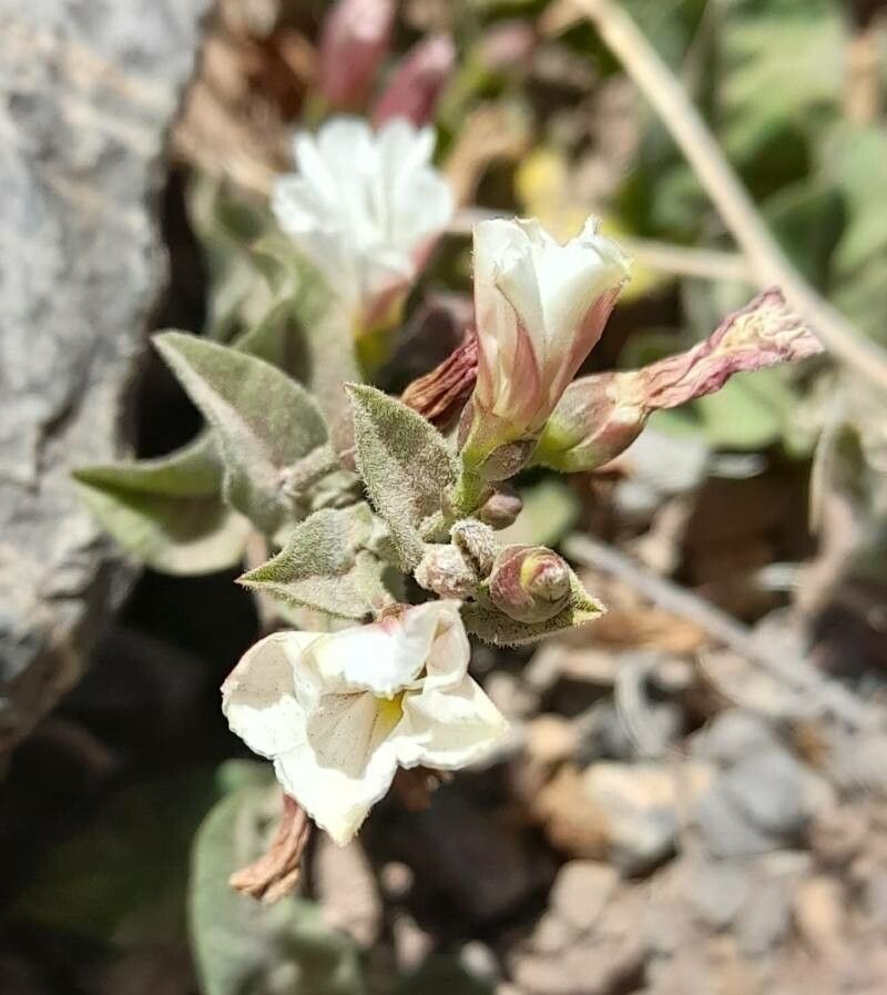 Convolvulus demissus flower