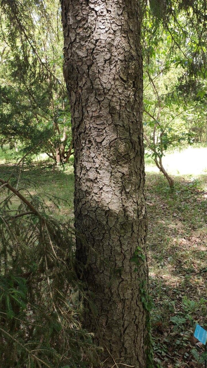Picea brachytyla bark