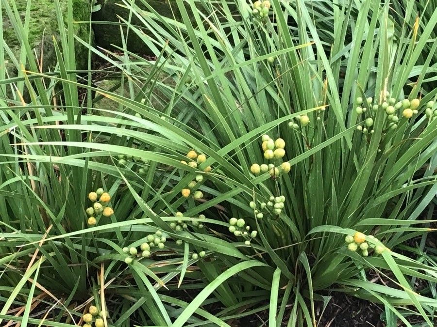Libertia cranwelliae — related species from the same genus