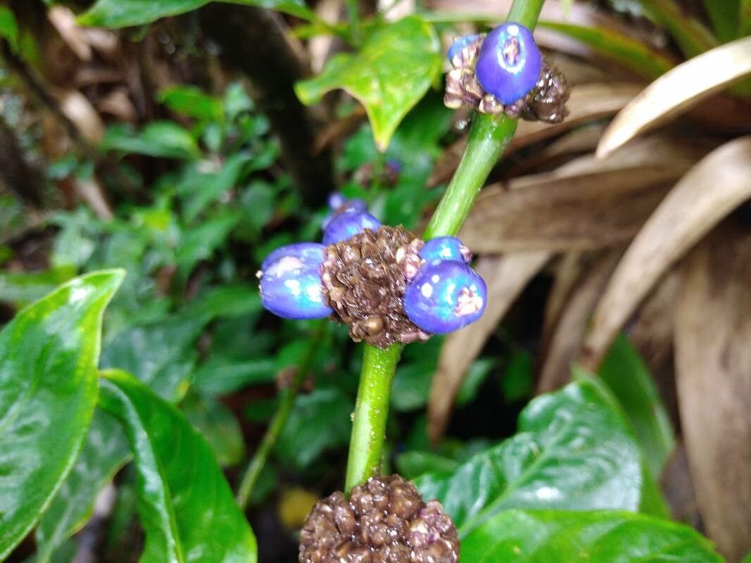 Palicourea axillaris fruit
