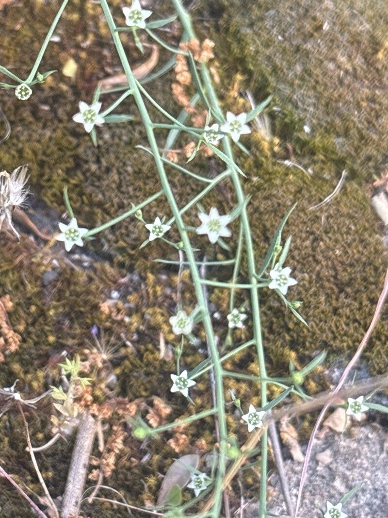 Thesium divaricatum flower