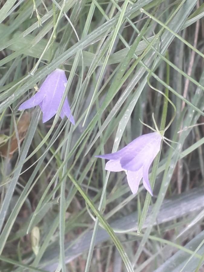 Campanula rotundifolia flower
