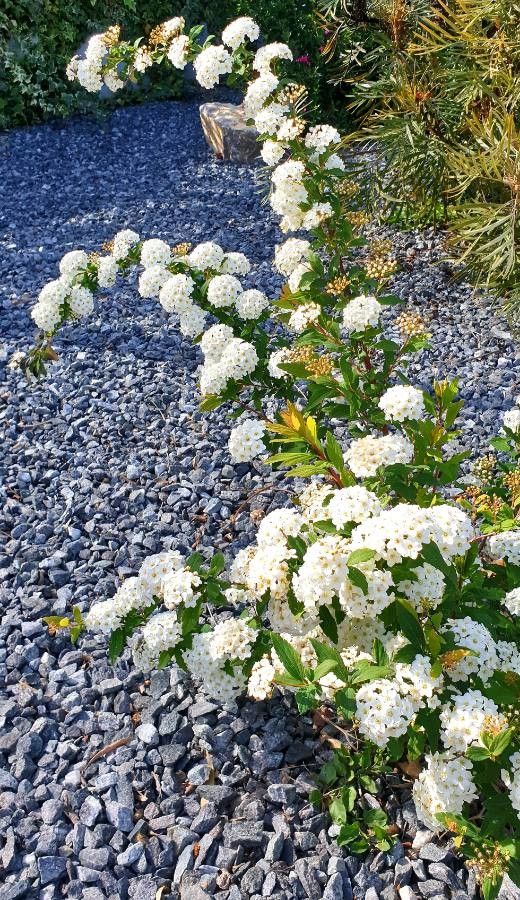 Spiraea × arguta flower