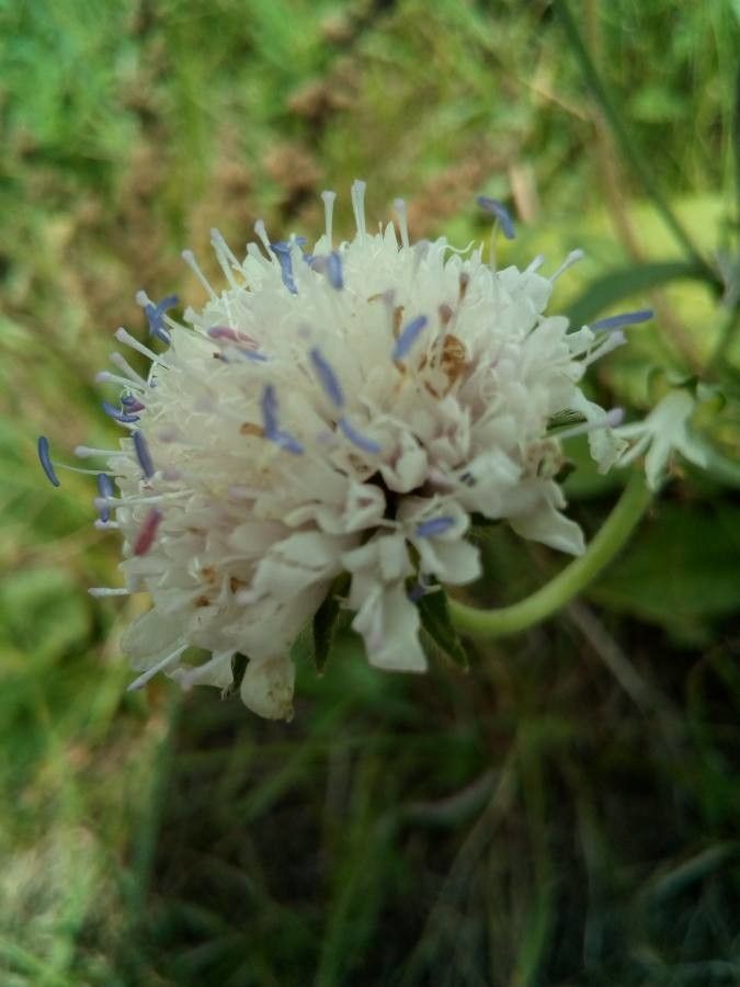 Knautia kitaibelii flower