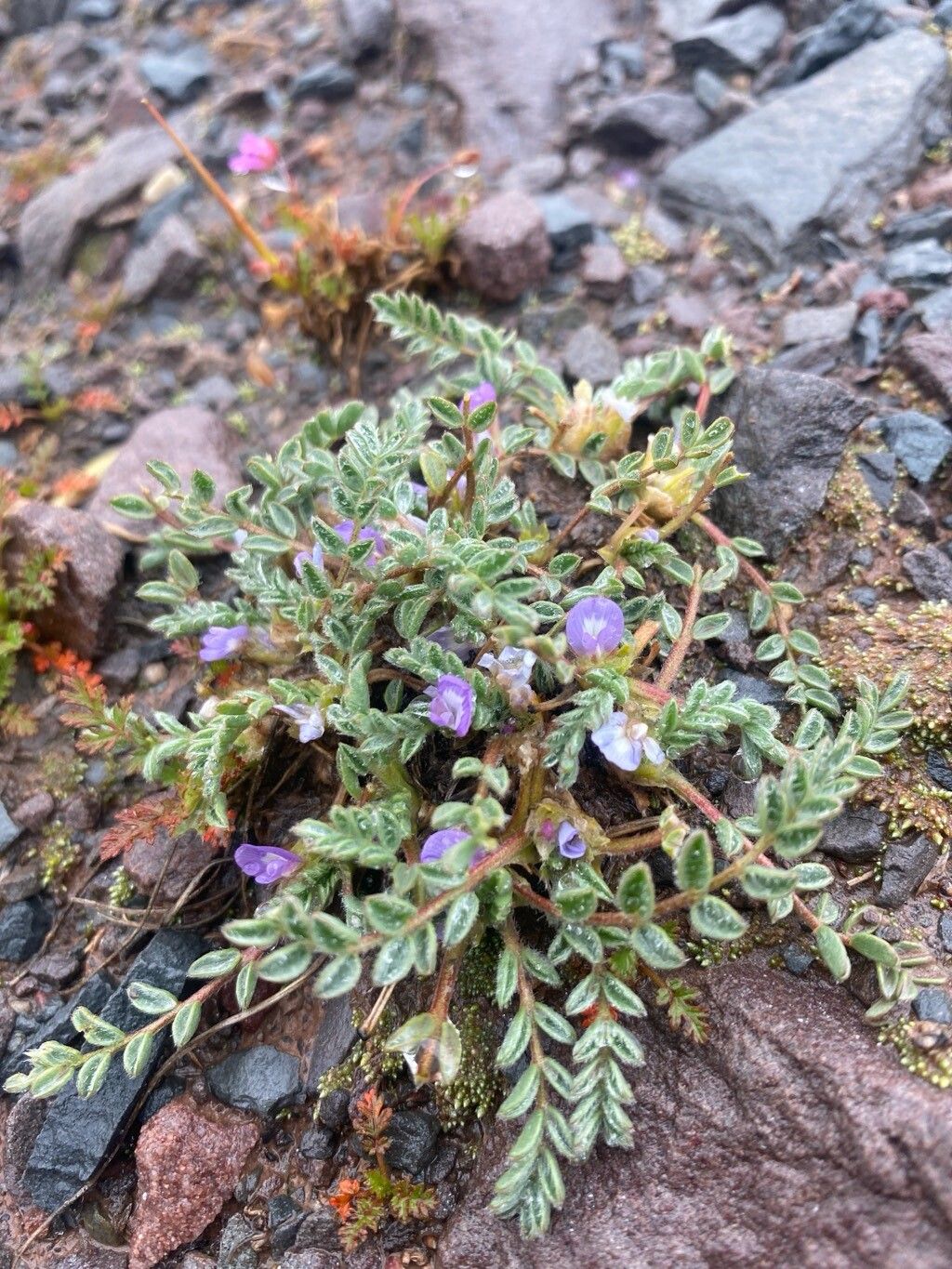 Astragalus pusillus — houseplant care guide