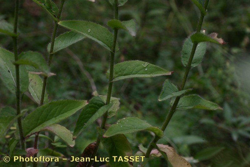Hieracium constrictum — houseplant care guide