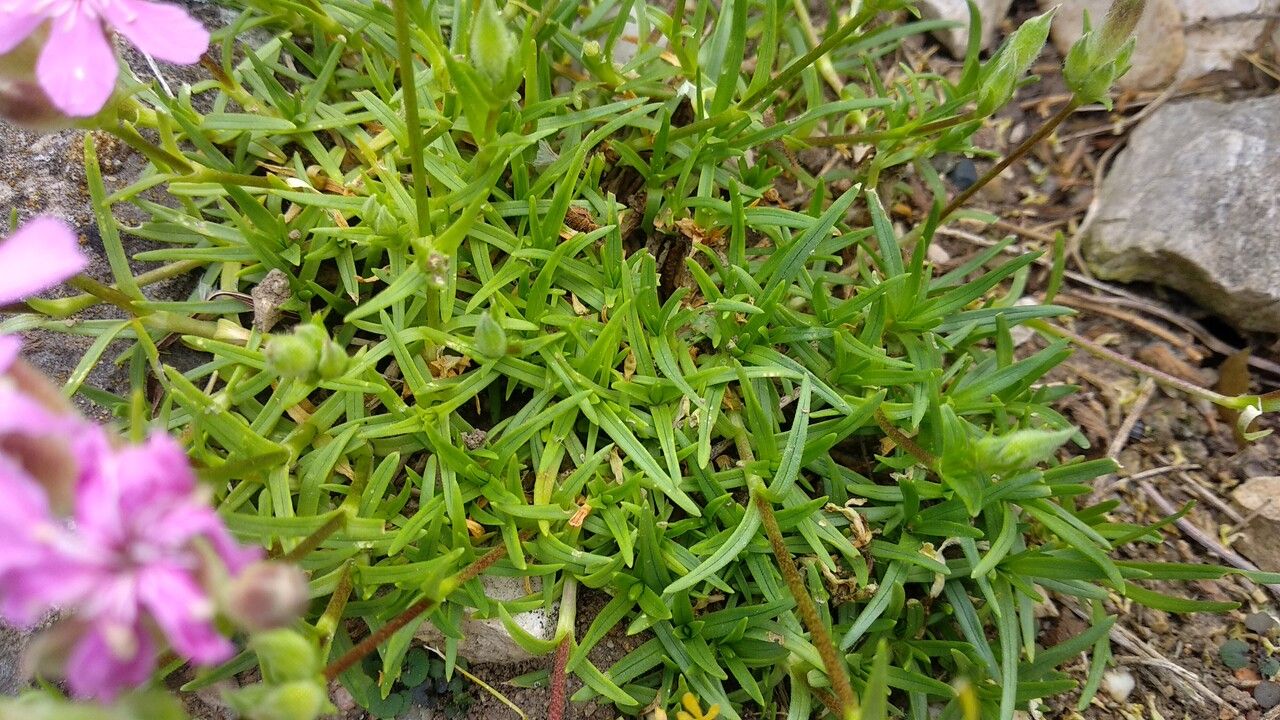 Saponaria caespitosa leaf