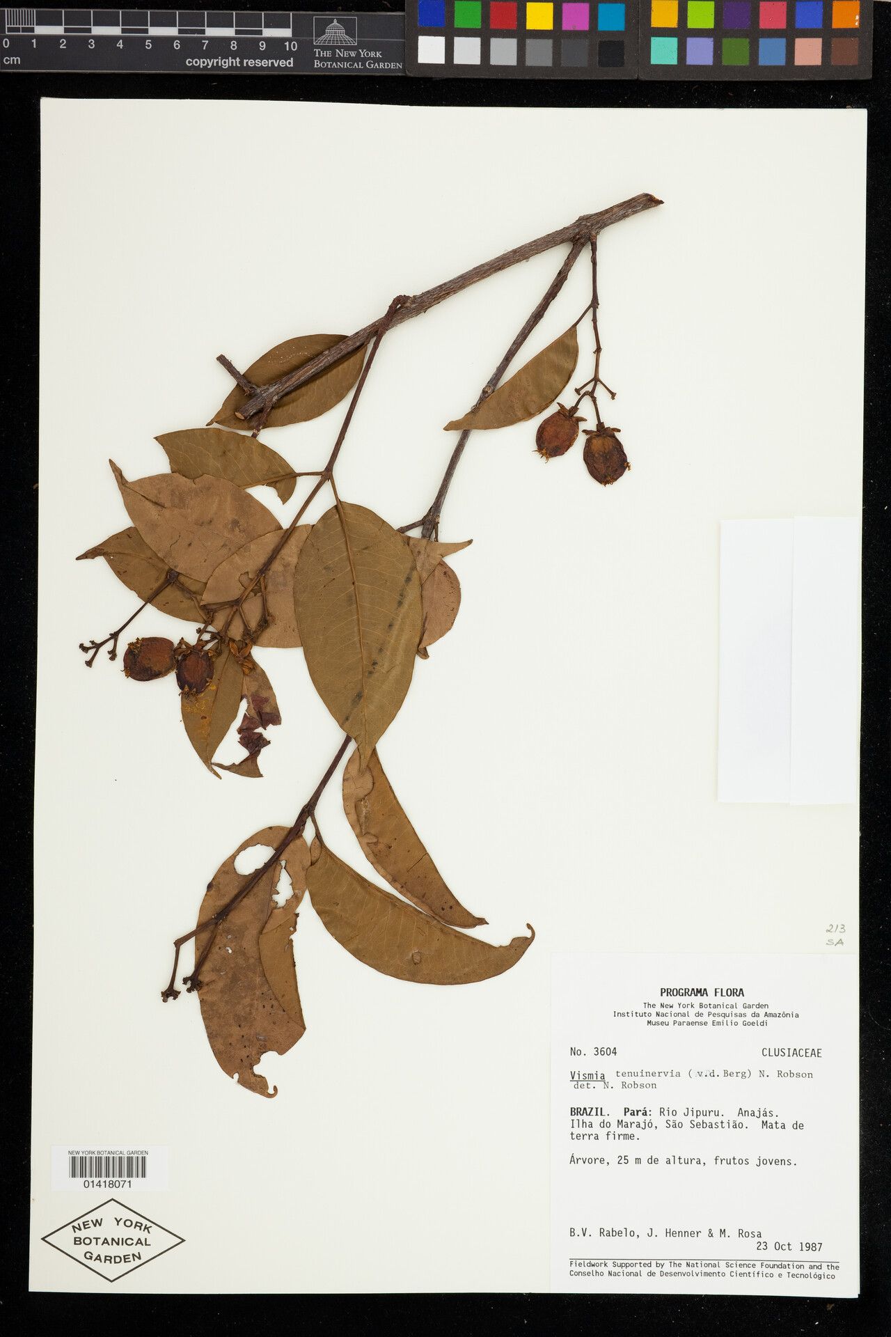 Vismia tenuinervia — houseplant care guide