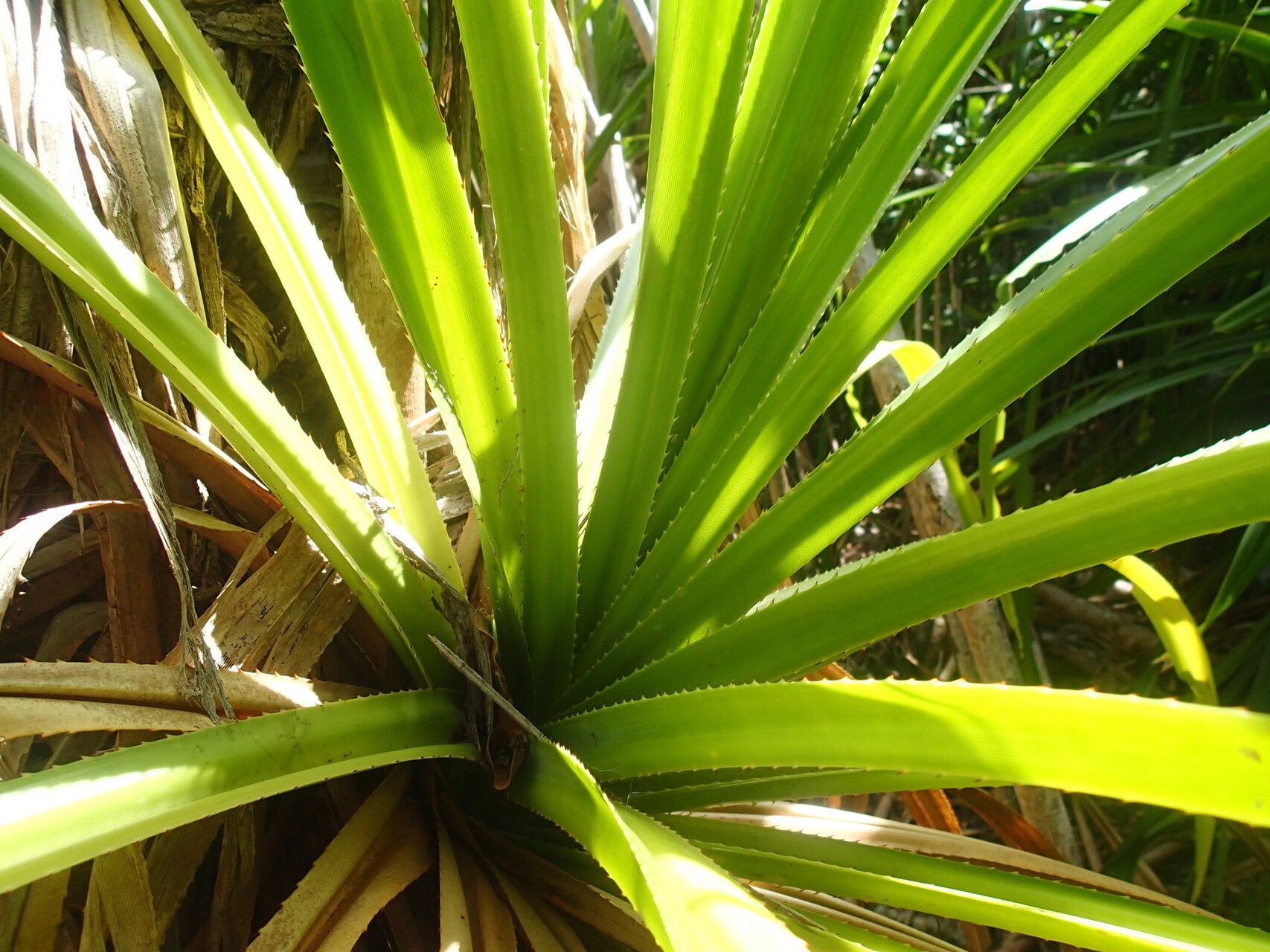 Pandanus balfourii leaf