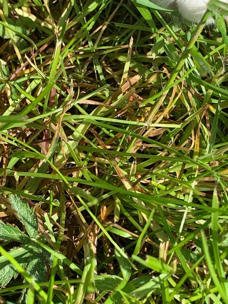 Micropyropsis tuberosa — houseplant care guide