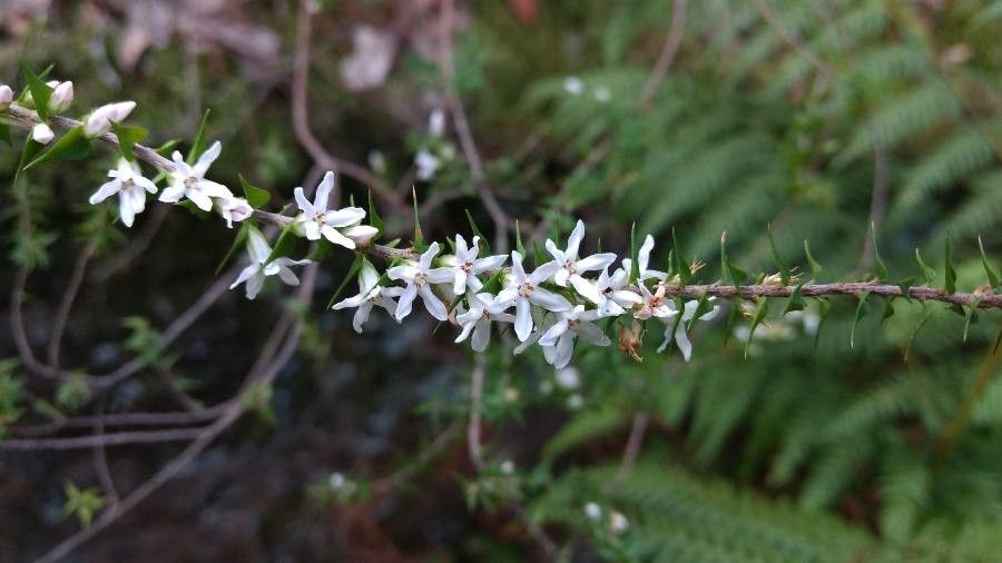 Epacris pulchella habit