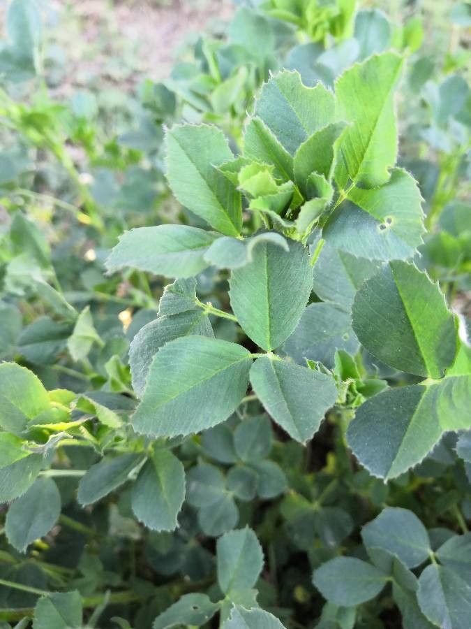 Medicago turbinata — search result for 'Mediterranean Basin'