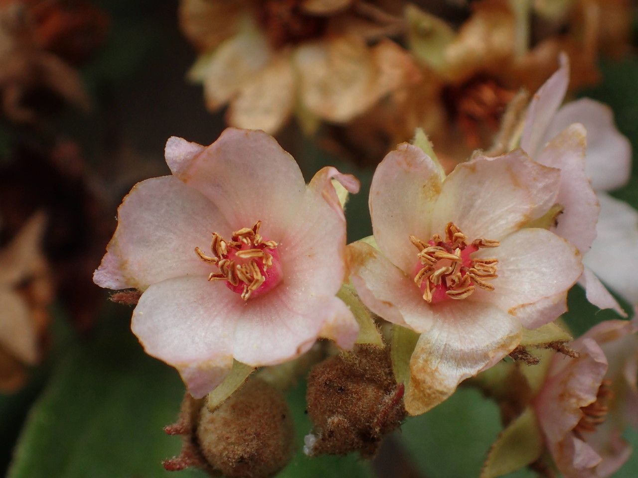 Dombeya punctata flower