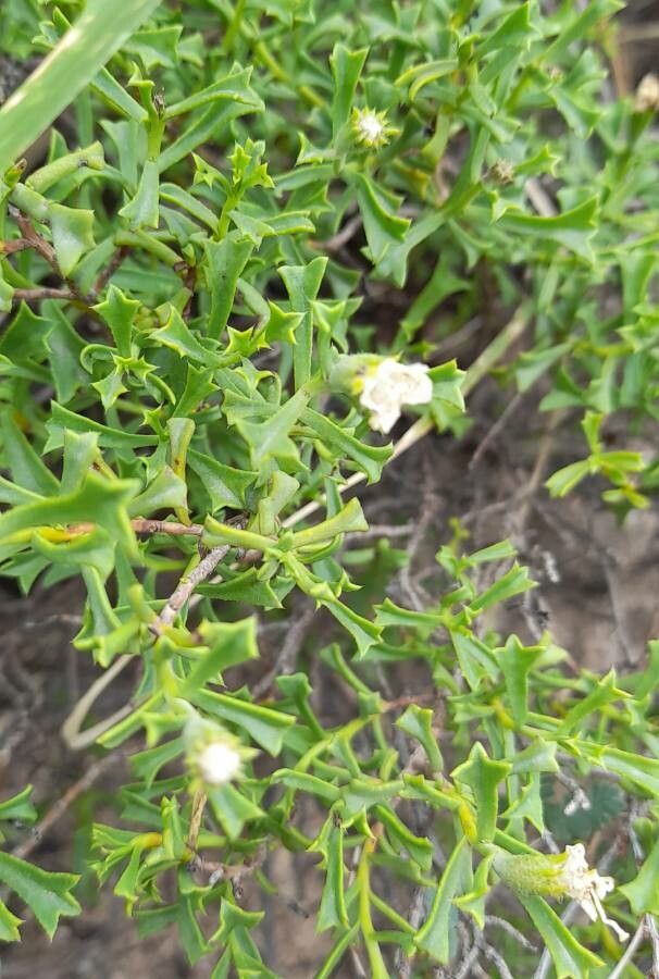 Ehretia cortesia habit