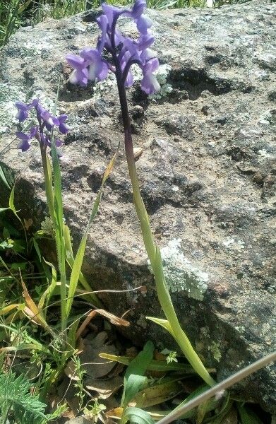 Anacamptis champagneuxii bark