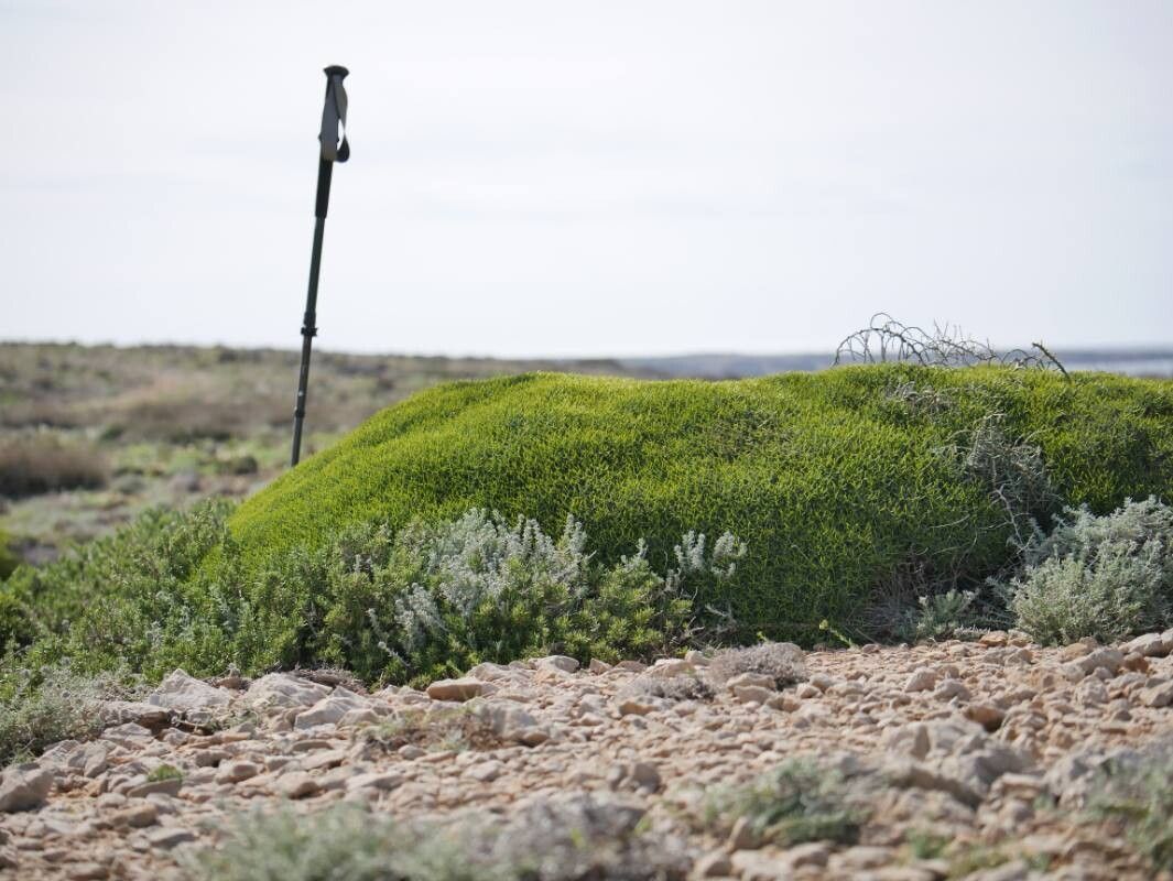 Anthyllis hystrix other