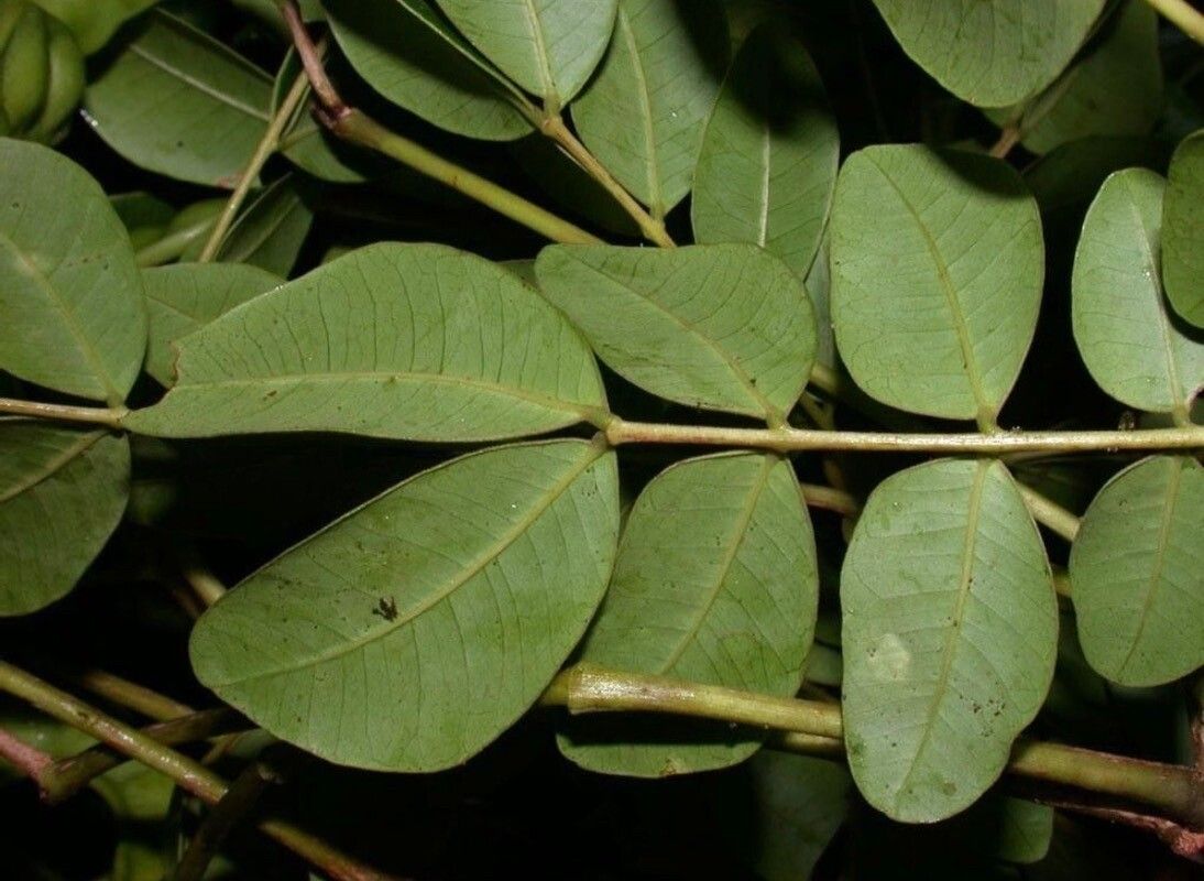 Abarema adenophora leaf