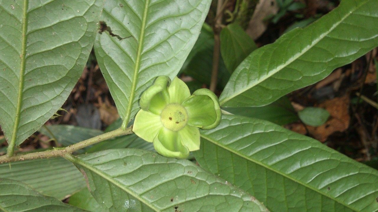 Cymbopetalum costaricense — search result for 'Annonaceae'