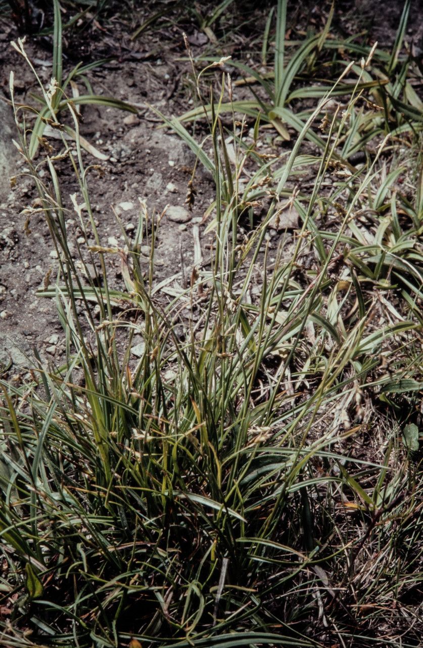 Carex capillaris habit