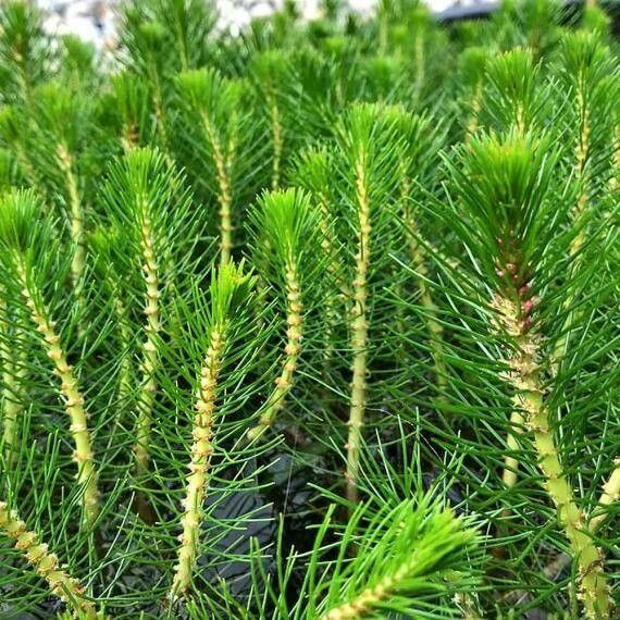 Myriophyllum propinquum — search result for 'Myriophyllum'