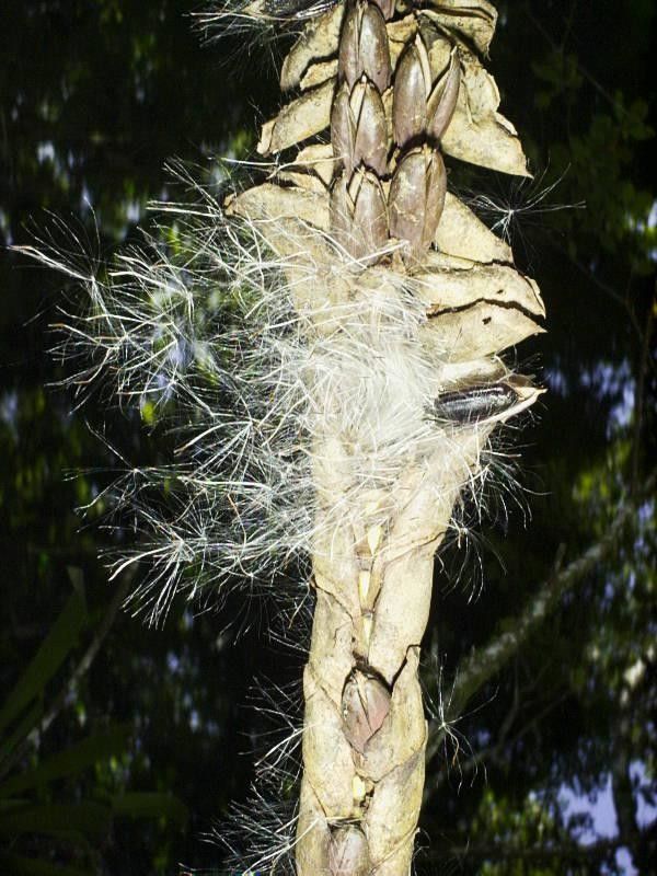 Werauhia gladioliflora fruit