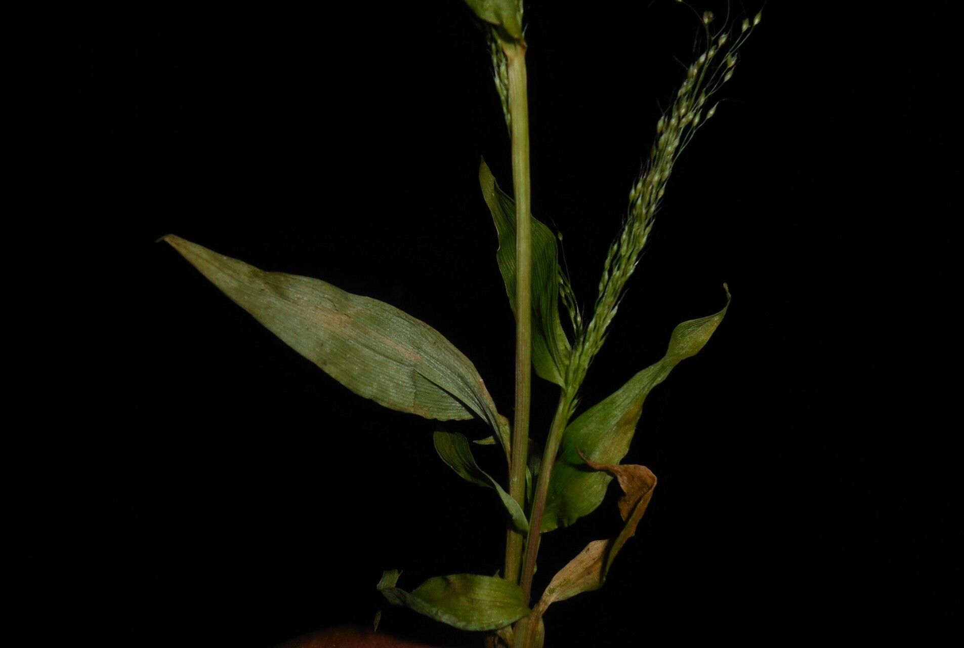 Arundinella pumila fruit