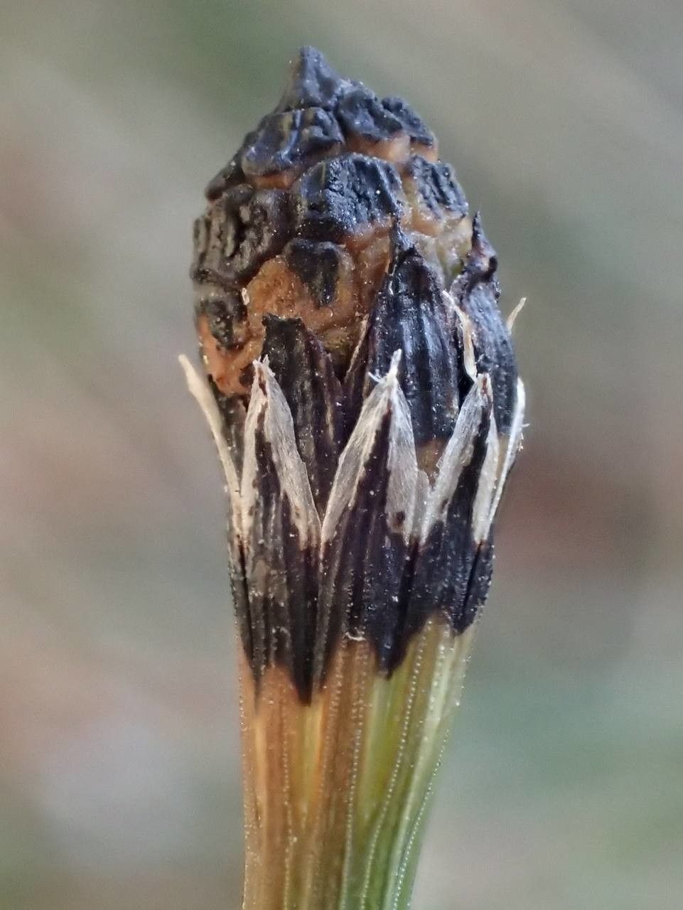 Equisetum variegatum fruit