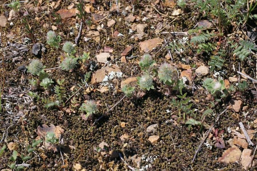 Trifolium sylvaticum habit