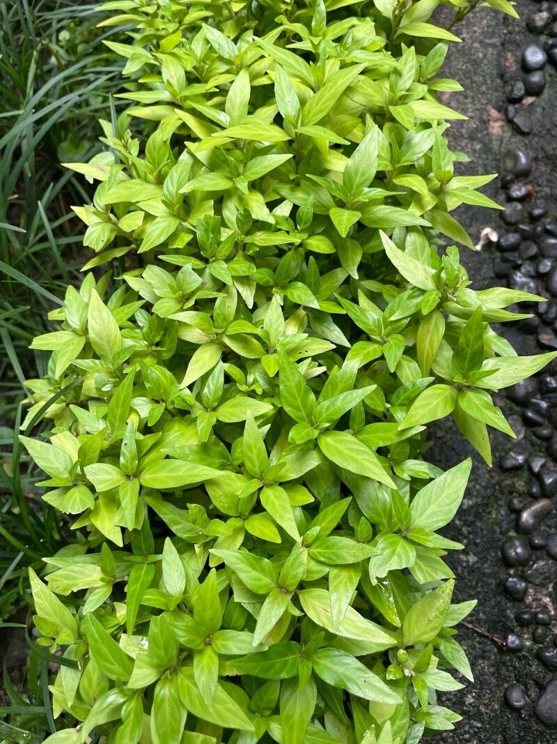 Dianthera pectoralis — sleep aid houseplant