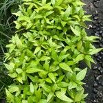 Dianthera pectoralis