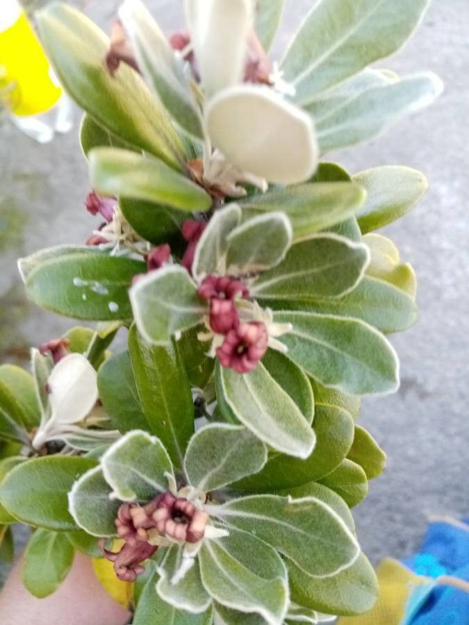 Pittosporum crassifolium flower