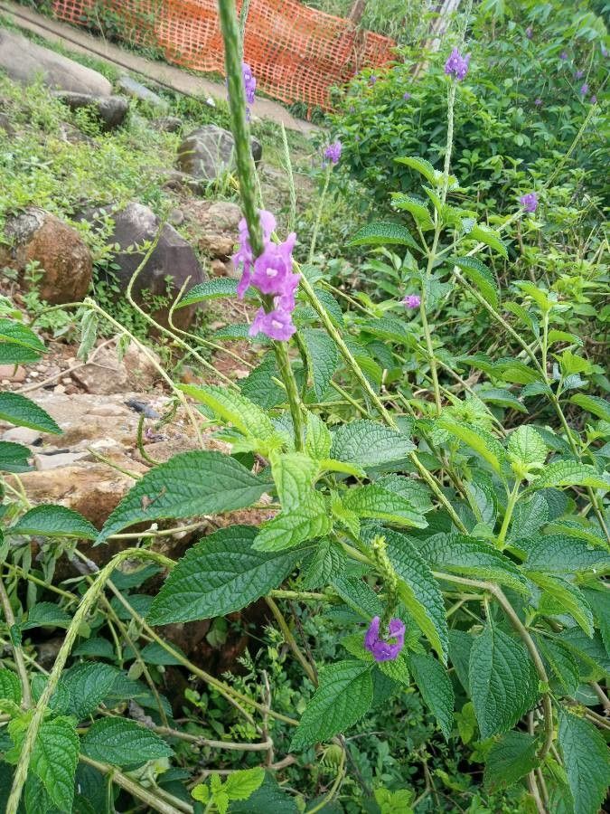 Stachytarpheta frantzii habit