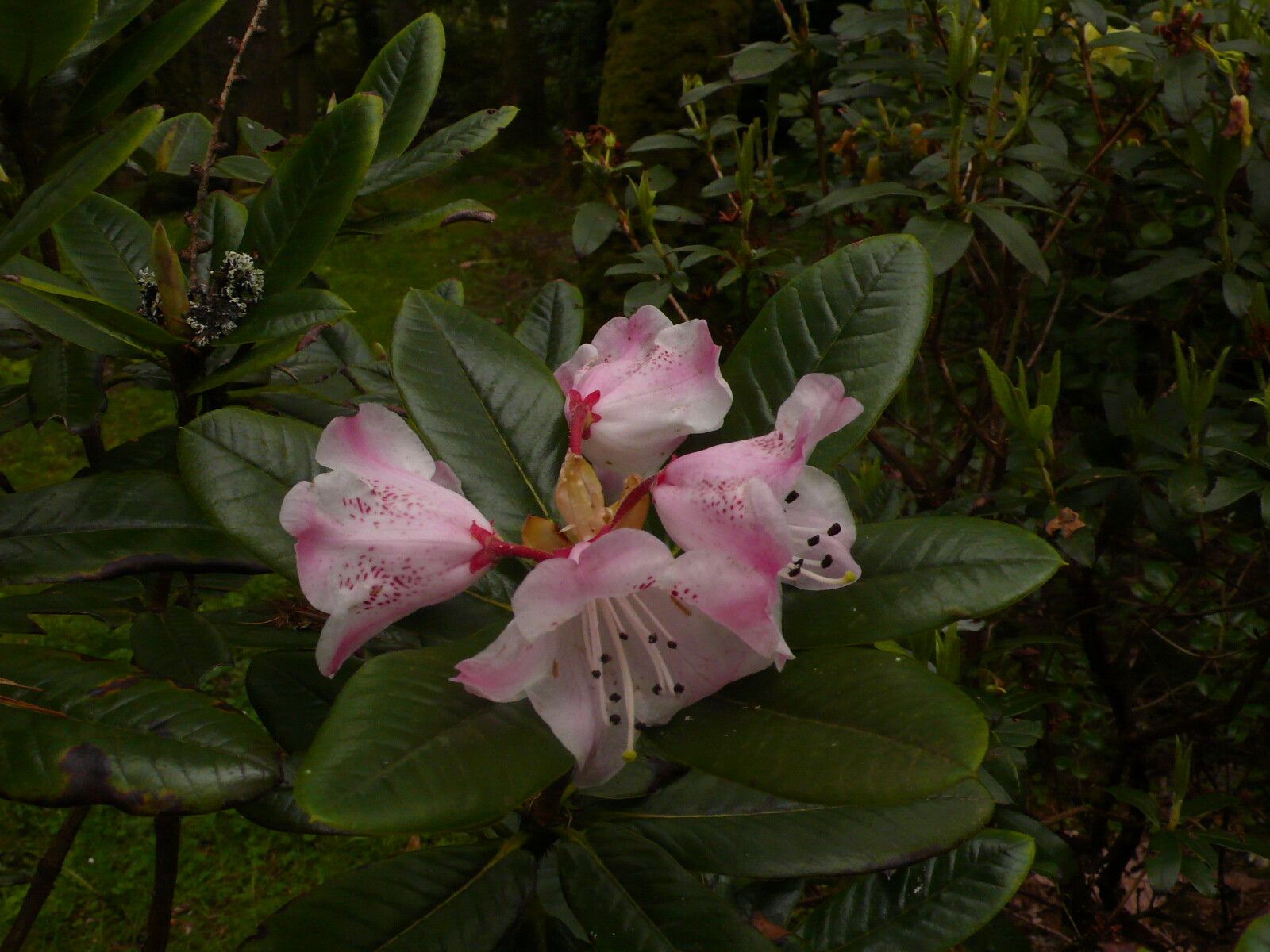 Rhododendron eurysiphon — houseplant care guide