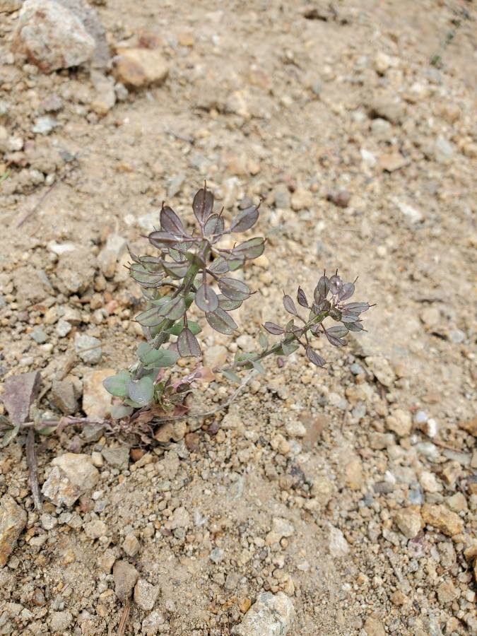 Noccaea fendleri — search result for 'Noccaea'