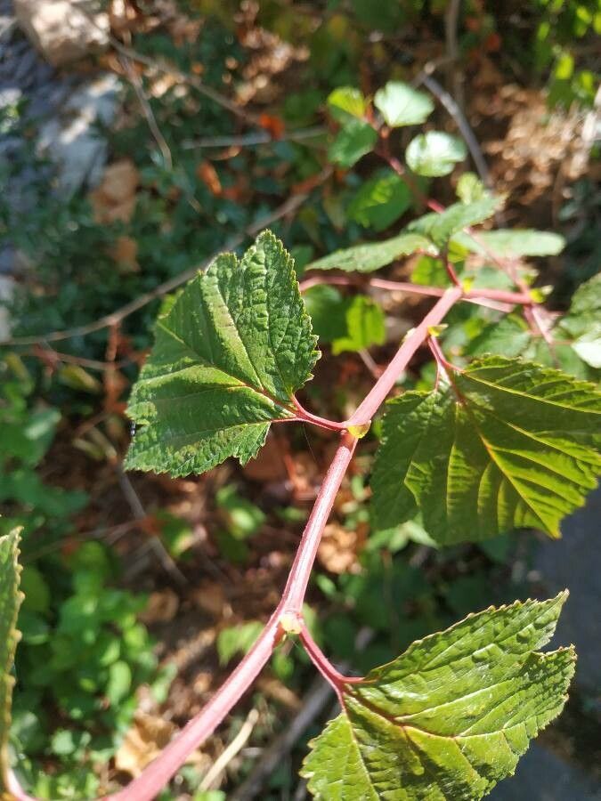 Neillia sinensis bark