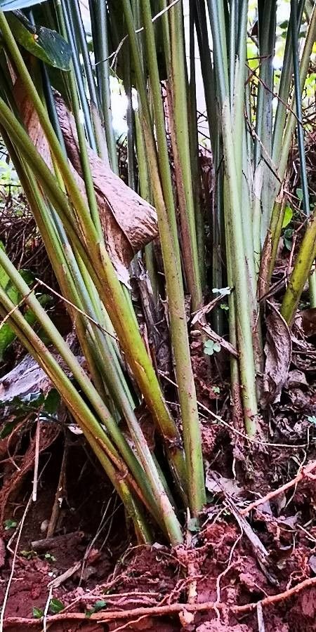 Phrynium pubinerve bark