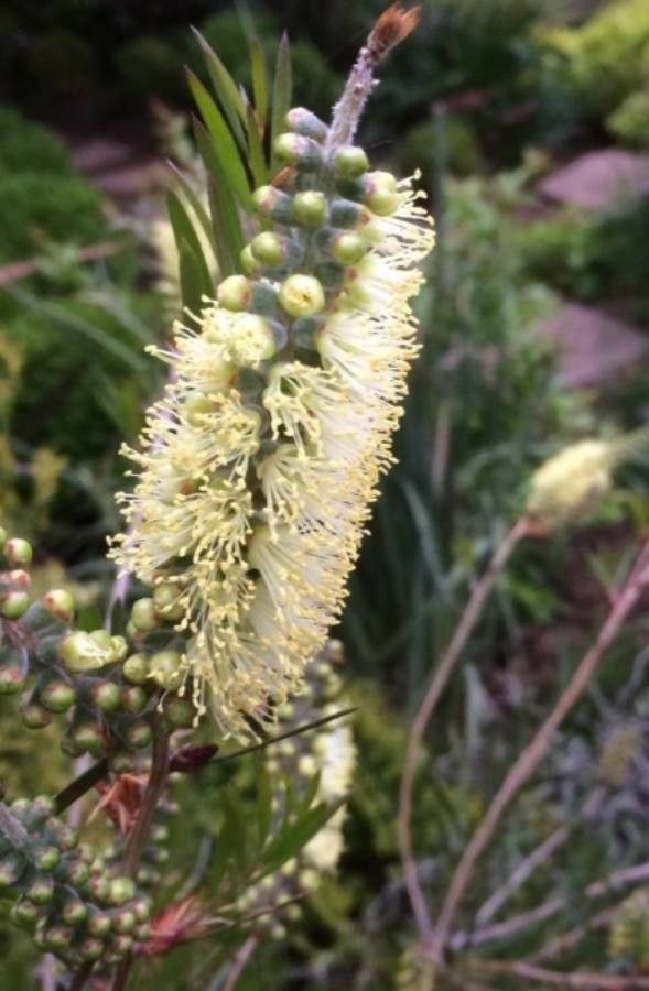 Callistemon pityoides flower
