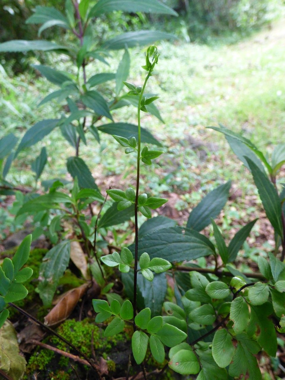 Pellaea viridis — search result for 'Pteridaceae'