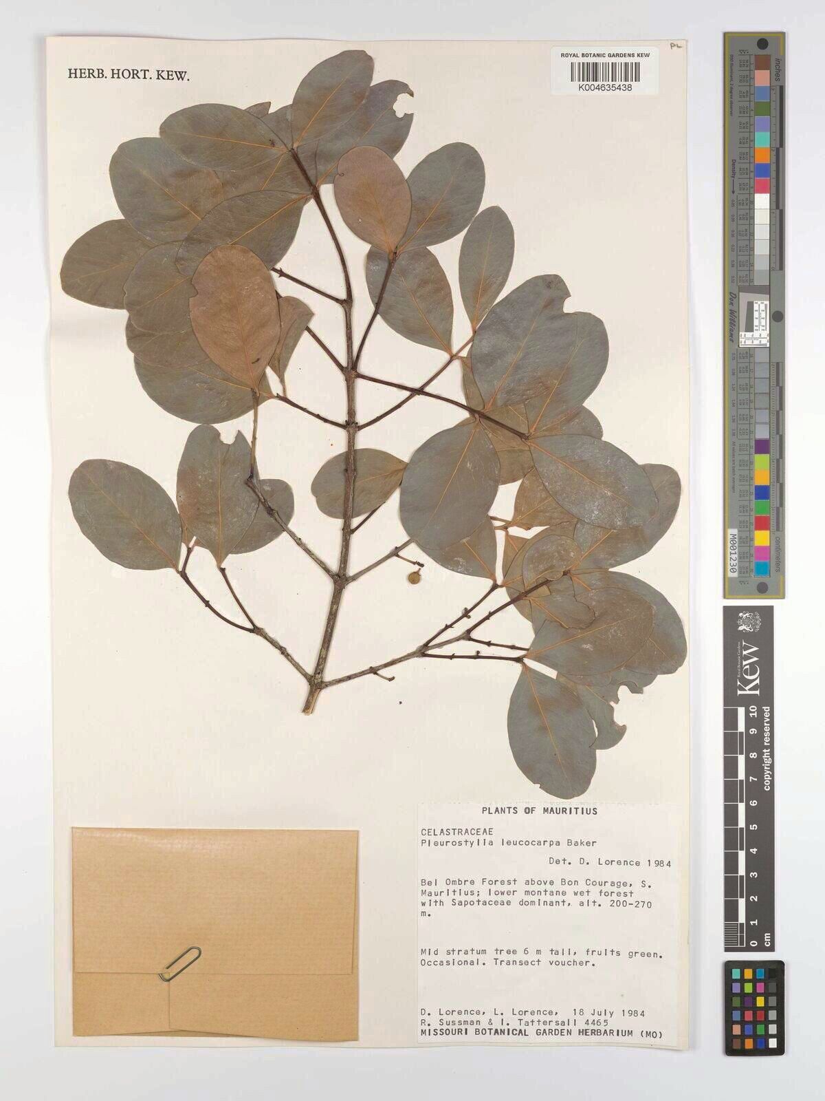 Pleurostylia leucocarpa — related species from the same genus