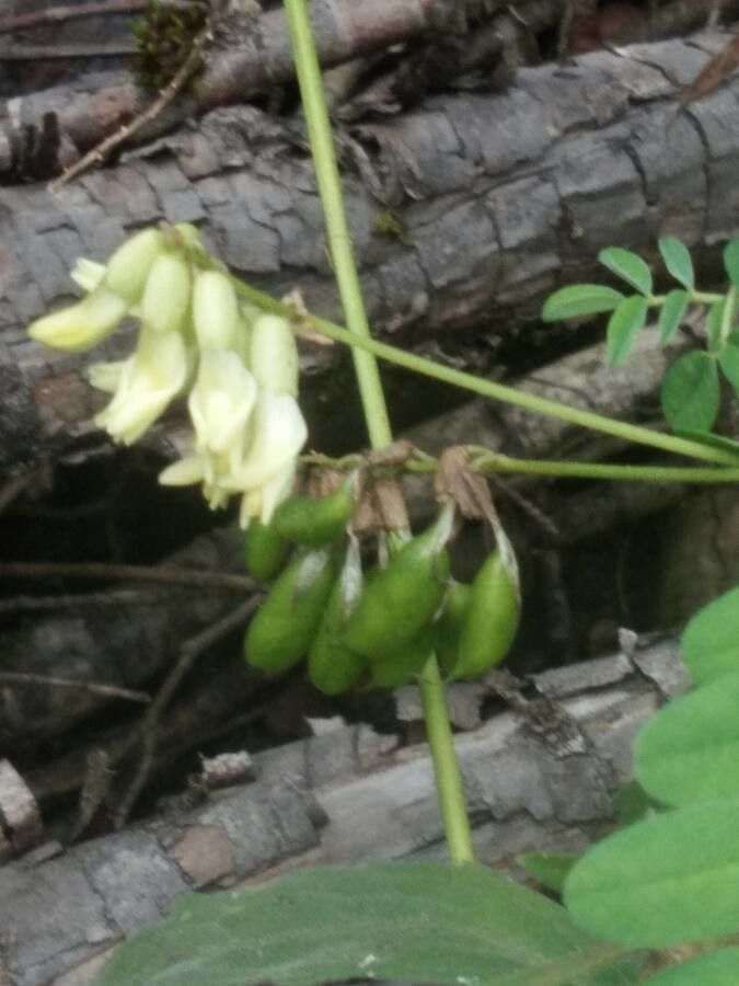 Astragalus frigidus fruit