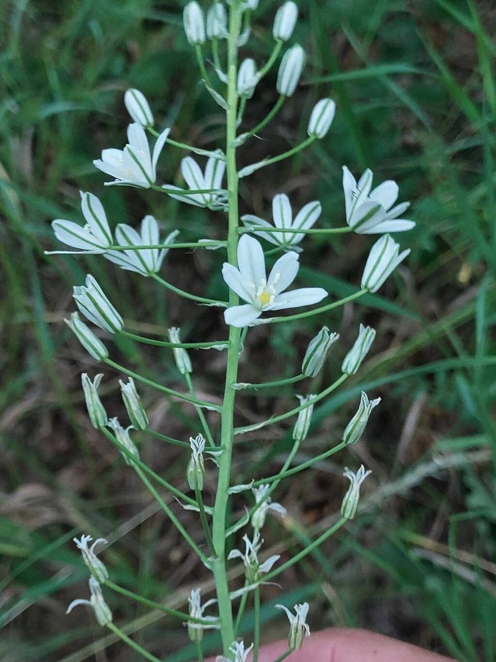 Ornithogalum arcuatum — related species from the same genus