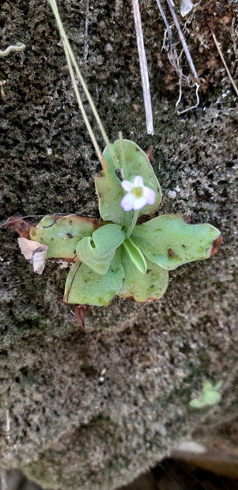 Pinguicula crystallina flower
