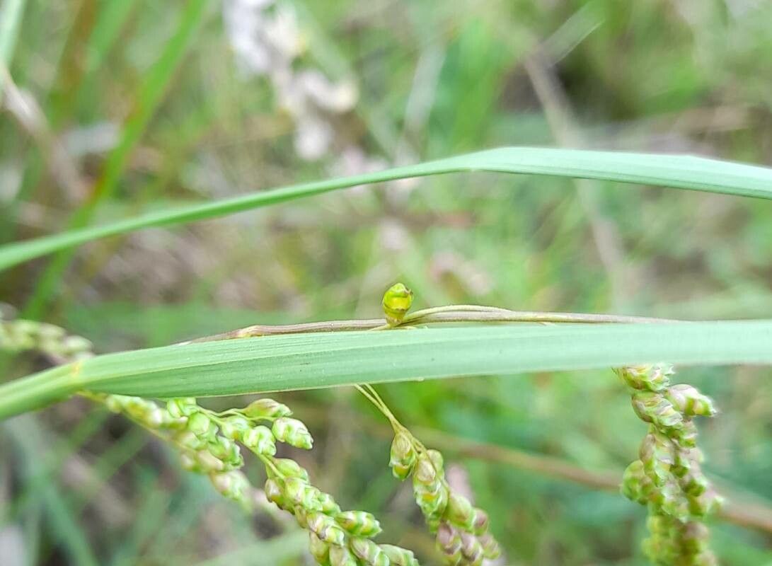 Chascolytrum lamarckianum — related species from the same genus